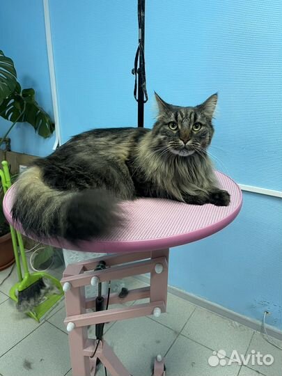 Стрижка собак и кошек