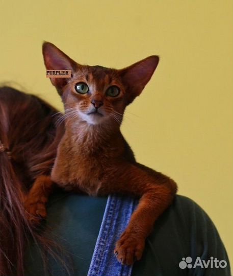 Солнышки абиссинские