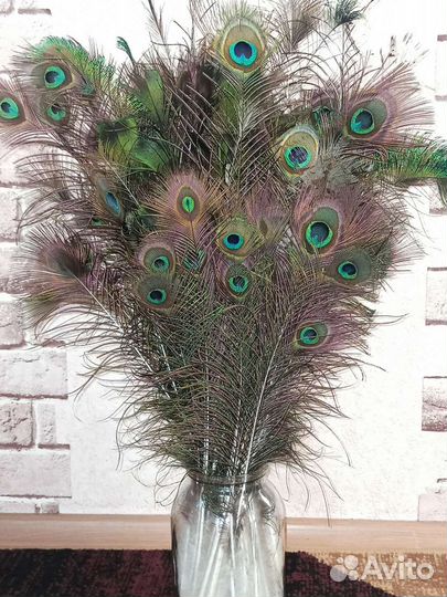 Павлиньи перья, перо павлина