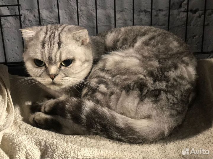 Кошка скоттиш фолд Мунлайт в добрые руки