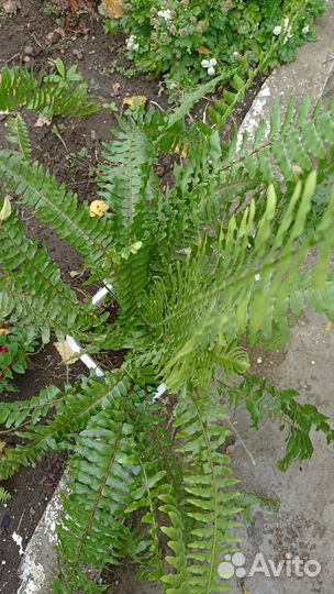 Папоротник