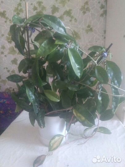 Хойя триколор