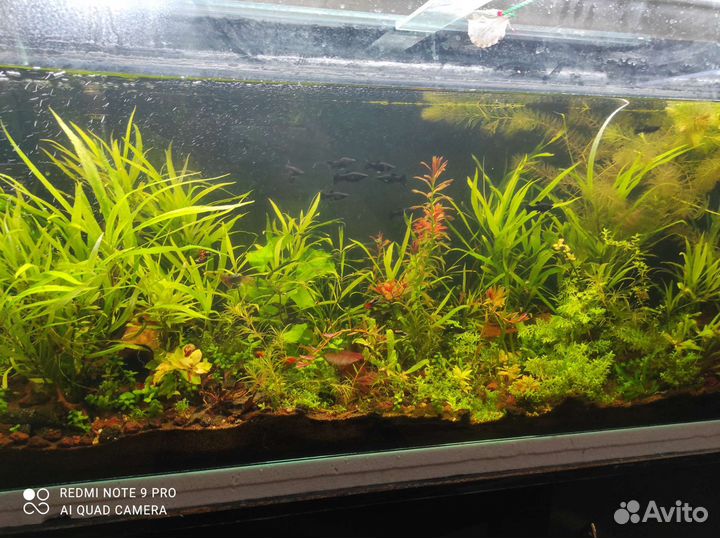 Аквариумное растение