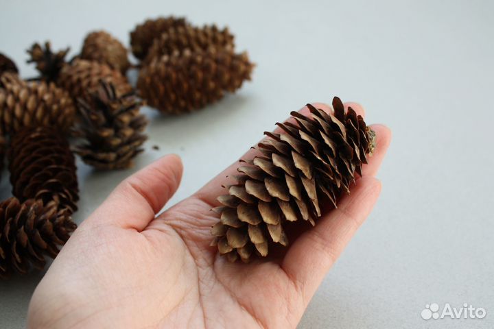 Шишки еловые Шишки для поделок для мульчирования