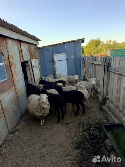 Овцы бараны