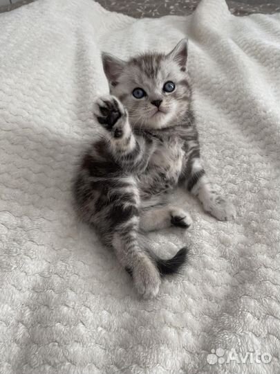 Кошки