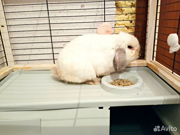 Карликовый вислоухий кролик