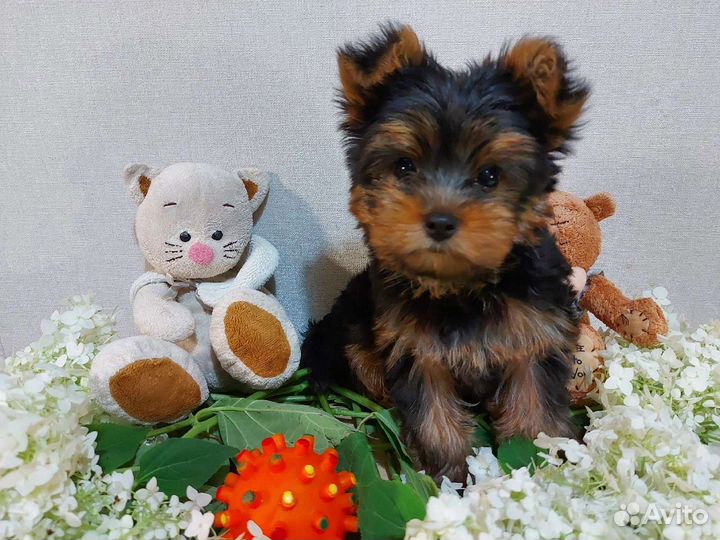 Щеночки Йоркширского терьера