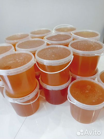 Липа мед 2023 оптом