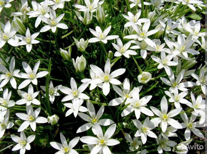 Многолетники