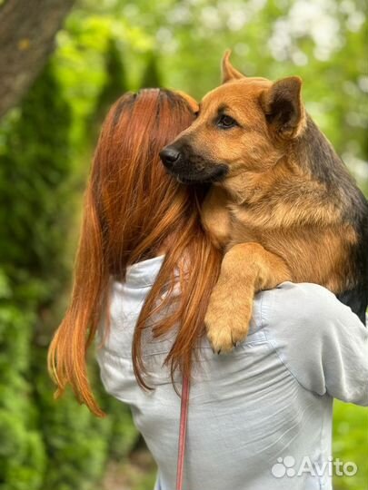 Метис Лиса в дар