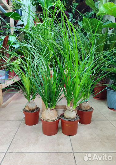 Нолина Бокарнея