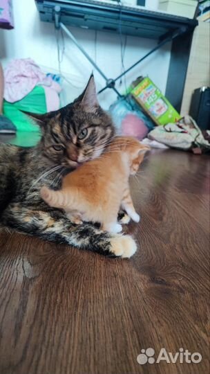 Котята в добрые руки Зеленоград