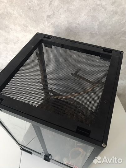 Паук птицеед psalmopoeus irminia