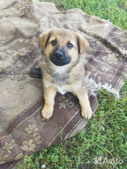 Щенки овчарки