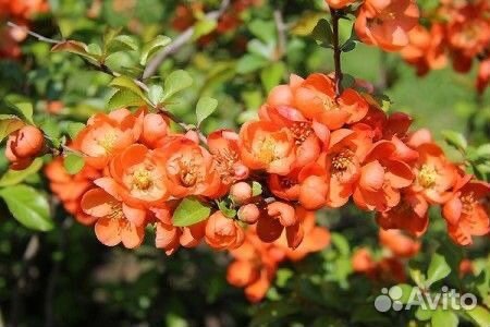 Айва японская (Хеномелес)
