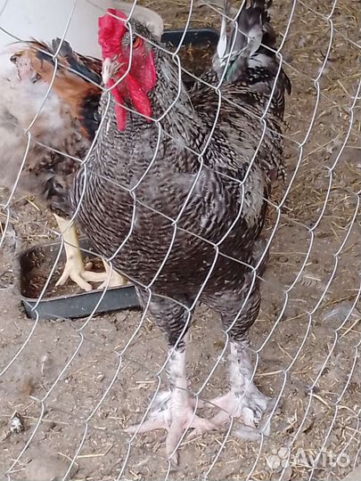 Молодые петухи