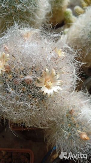 Кактусы и суккуленты