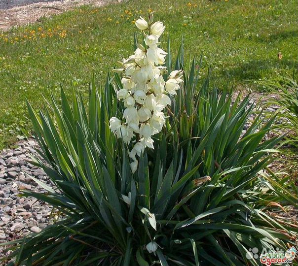 Юкка садовая