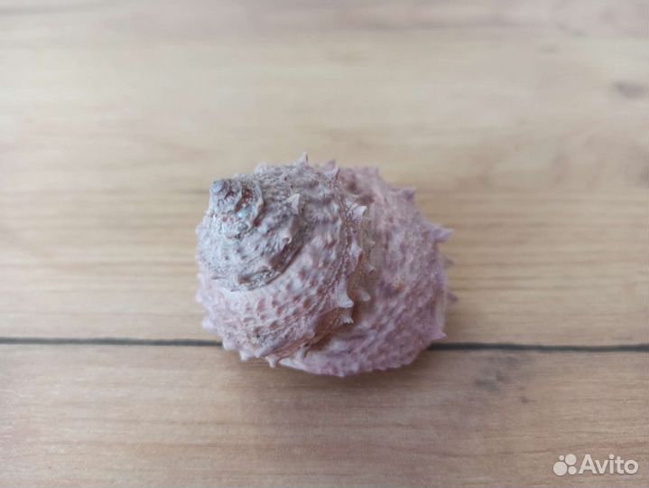 Морская раковина