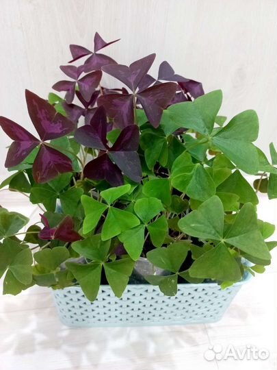 Кислица-бабочки.обмен