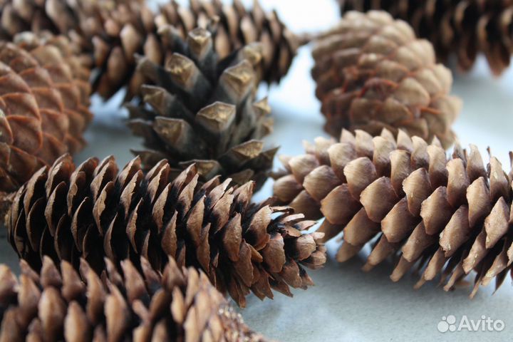 Шишки еловые Шишки для поделок для мульчирования