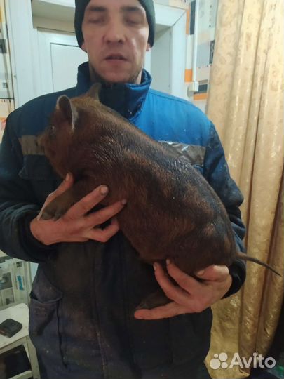 Домашние животные