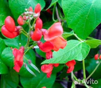 Семена красной фасоли