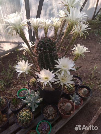 Кактус эхинопсис