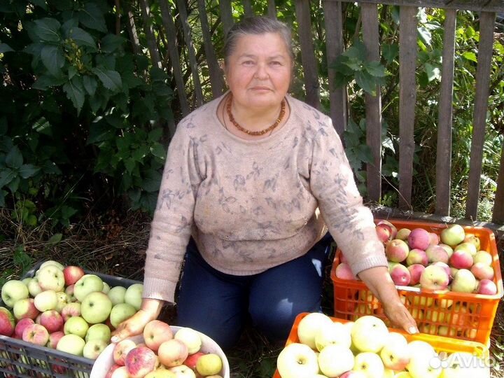 Саженцы плодовых деревьев