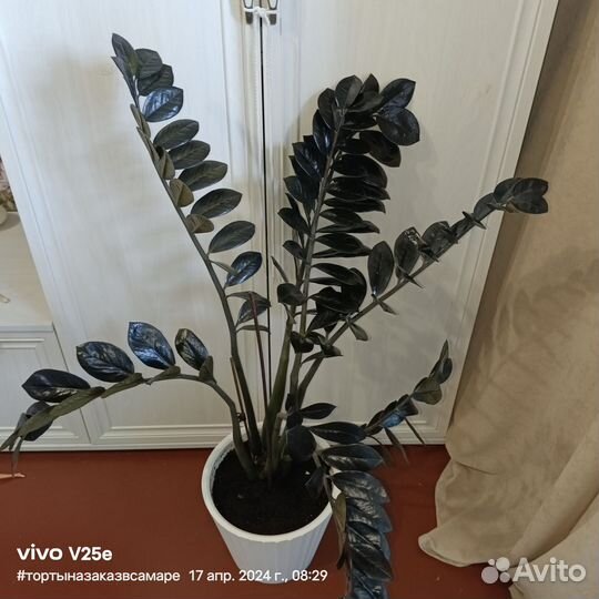 Цветы Замиокулькас черный Ворон