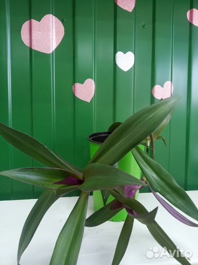 Традесканция рэо