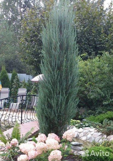 Можжевельник вертикальный информация в описании