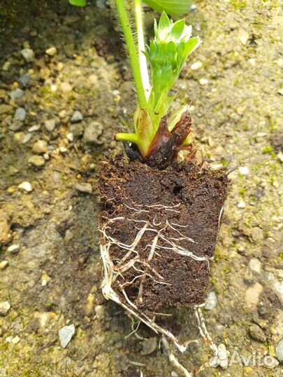 Рассада клубники Мальвина опт/розница