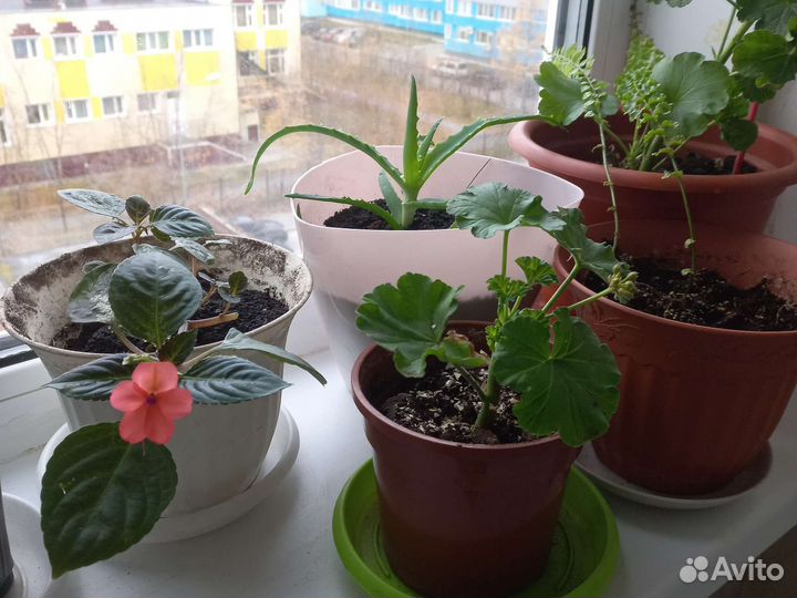 Алоэ, бальзамин, герань, папоротник, амарилис