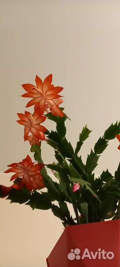 Зигокактус шлюмбергера (декабрист)