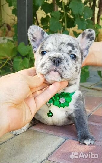 Французский бульдог щенки голубой