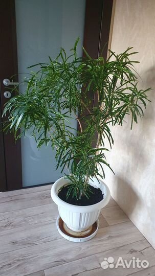 Кодиеум кротон
