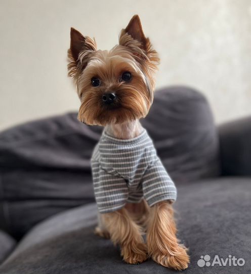 Вязка Йорик-мини