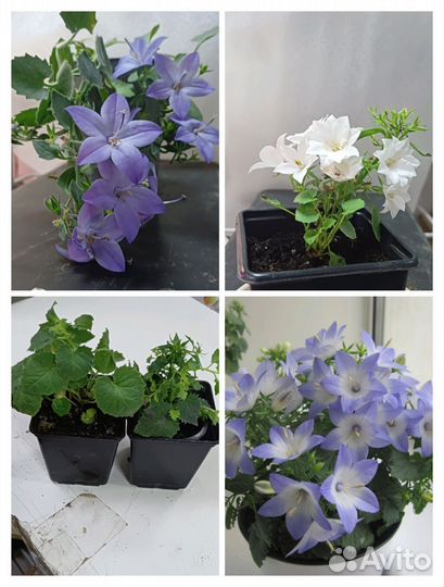 Молодые кустики кампанулы