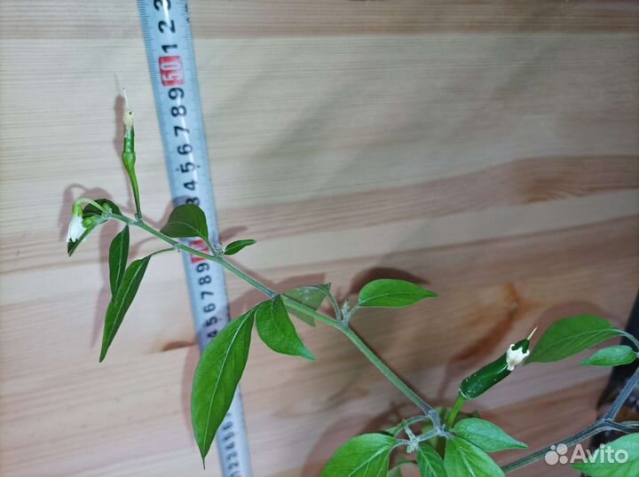 Острый перец чили