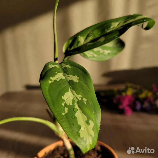 Аглаонема комнатные растения