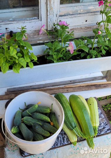 Лилии, тюльпаны, нарциссы, флоксы, кабачки, огурцы