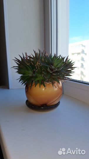 Танцующий кактус