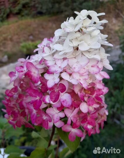 Гортензии метельчатые с доставкой
