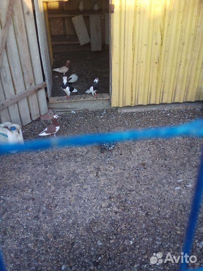 Продажа голубей