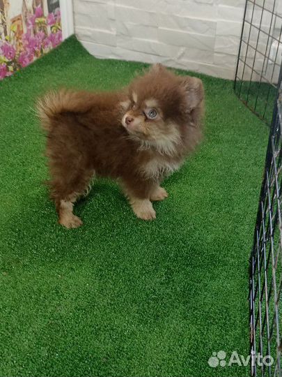 Щенки шпица