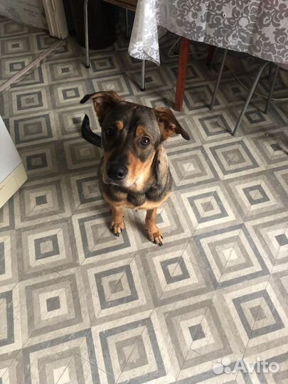 Метис Ротвейлер-овчарка