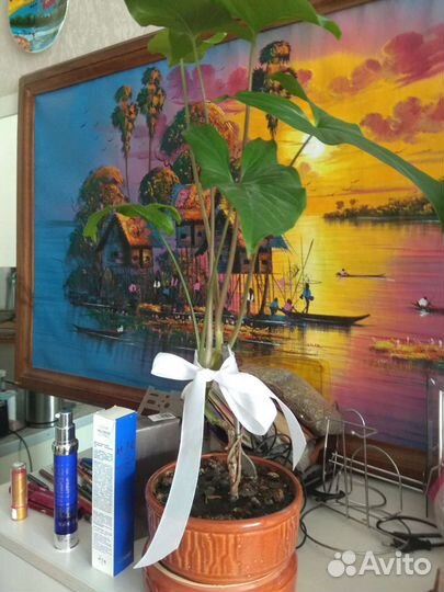 Цветок в подарочном горшке из керамики