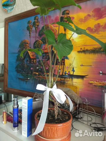 Цветок в подарочном горшке из керамики